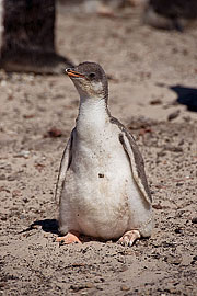 Picture 'Ant1_1_0359 Gentoo penguin, Saunders Island, Falkland Islands, Antarctica and sub-Antarctic islands'